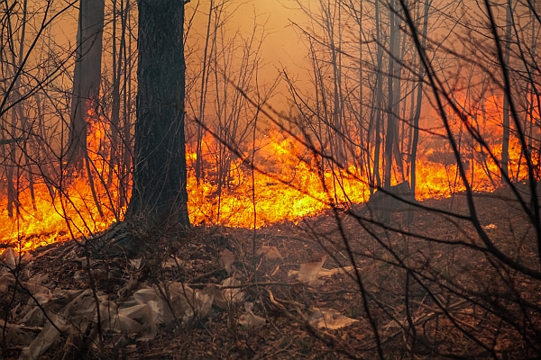 28 05 Waldbrand final