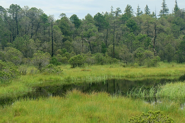 NWR Duerrerbuehl Moorzentrum C Boris Mittermeier final