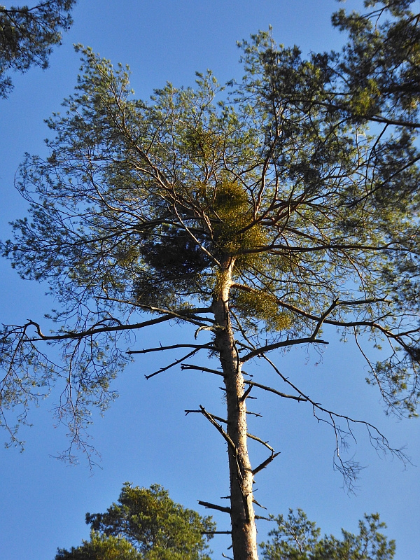 Kiefernmistel Pröbstle final